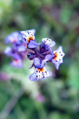 Linaria amethystea amethystea