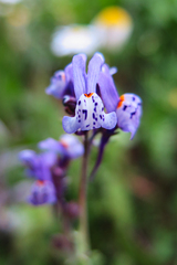 Linaria amethystea amethystea