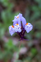 Linaria amethystea amethystea