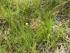 Fimbristylis cinnamometorum