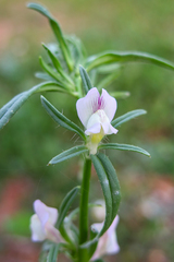 Misopates calycinum