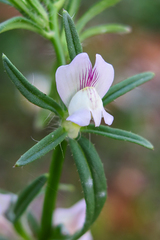 Misopates calycinum