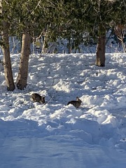Sylvilagus floridanus