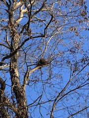 Sciurus carolinensis