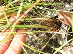 Fimbristylis cinnamometorum