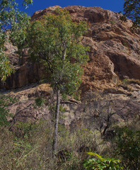 Corymbia clarksoniana