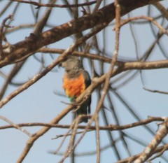 Poicephalus rufiventris
