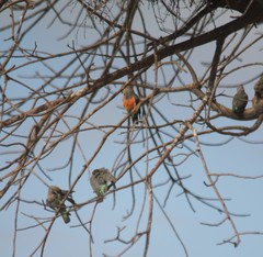 Poicephalus rufiventris