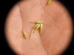 Rhynchospora heterochaeta