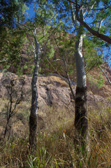 Corymbia tessellaris