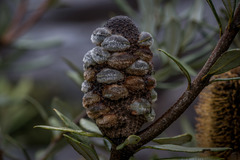 Banksia saxicola