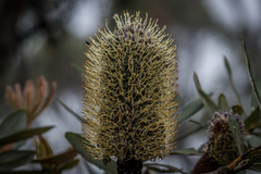 Banksia saxicola