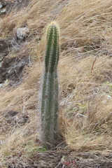 Cereeae