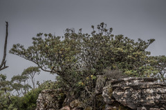 Banksia saxicola