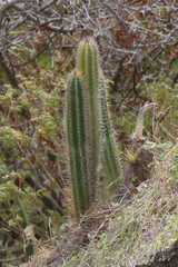Cereeae