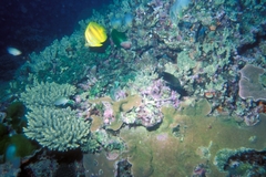 Chaetodon rainfordi
