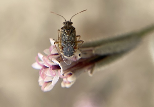 iNaturalist observation photo of Hyaline Grass Bug