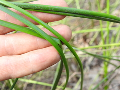 Machaerina rubiginosa