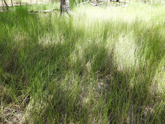 Machaerina rubiginosa