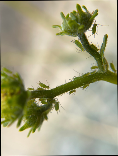 iNaturalist observation photo of Macrosiphini