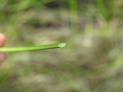 Machaerina rubiginosa