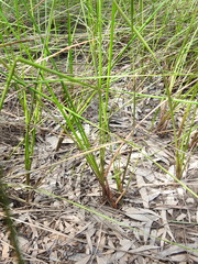 Machaerina rubiginosa