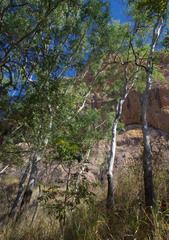 Corymbia tessellaris