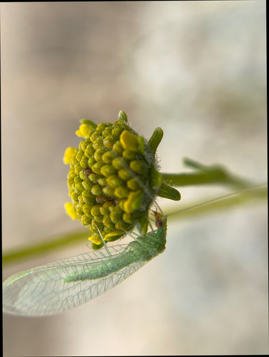 iNaturalist observation photo of Common Green Lacewings