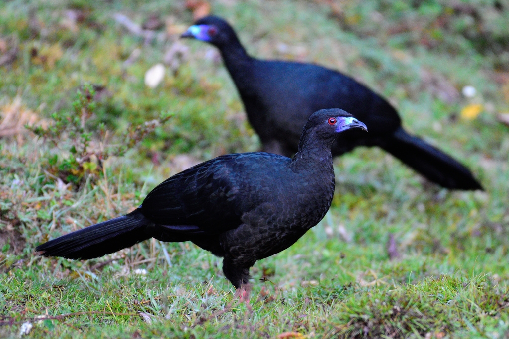 Black Guan (AVIFAUNA ZONA PROTECTORA RIO NAVARRO RIO SOMBRERO ...