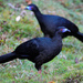 Black Guan - Photo (c) Ad Konings, some rights reserved (CC BY-NC), uploaded by Ad Konings