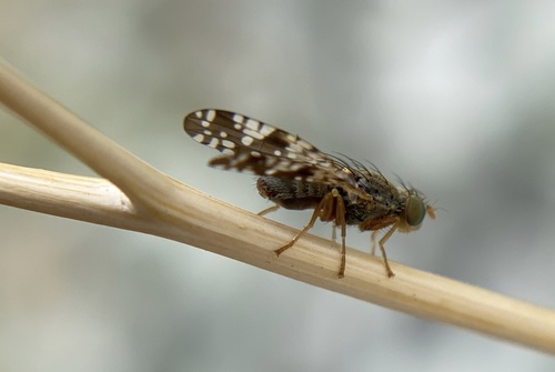 iNaturalist observation photo of Sunflower Seed Maggot