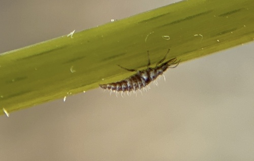 iNaturalist observation photo of Green Lacewings