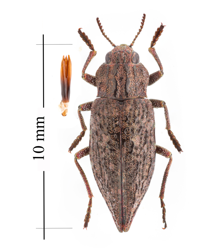 Dicerca lugubris