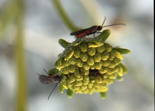 iNaturalist observation photo of Braconid Wasps