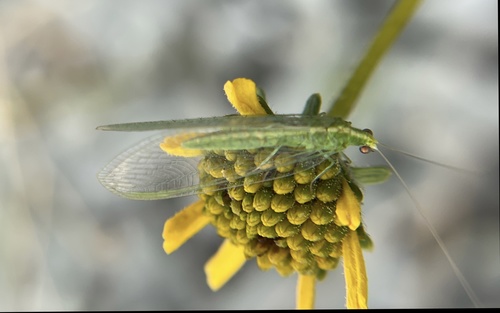 iNaturalist observation photo of Common Green Lacewings
