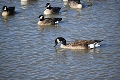 Branta canadensis