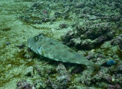 Sphoeroides lobatus