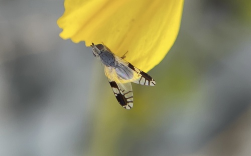 iNaturalist observation photo of Trupanea nigricornis