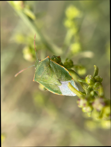 iNaturalist observation photo of Thyanta