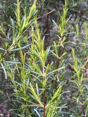 Hypericum fasciculatum
