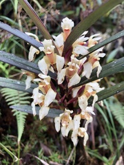 Maxillaria embreei