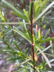 Hypericum fasciculatum