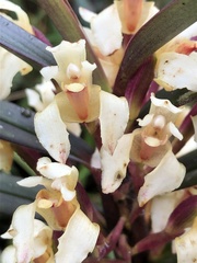 Maxillaria embreei