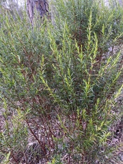 Hypericum fasciculatum