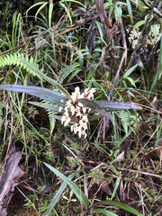 Maxillaria embreei