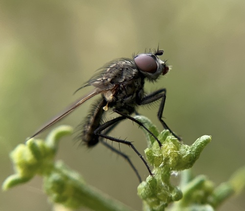 iNaturalist observation photo of Root-maggot Flies