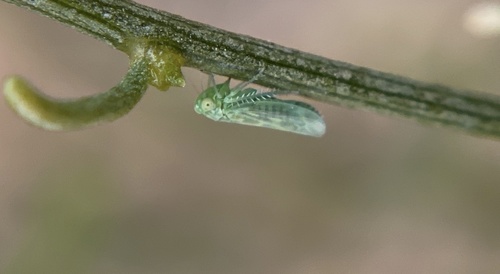 iNaturalist observation photo of Hebata