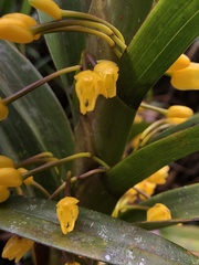 Maxillaria aurea