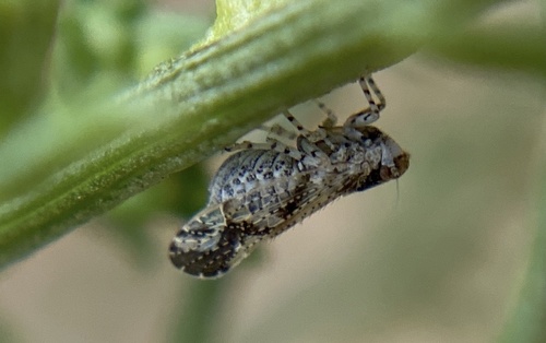 iNaturalist observation photo of Stobaera