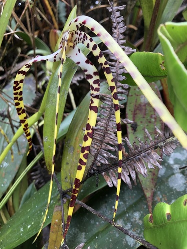 Maxillaria speciosa Rchb.f.